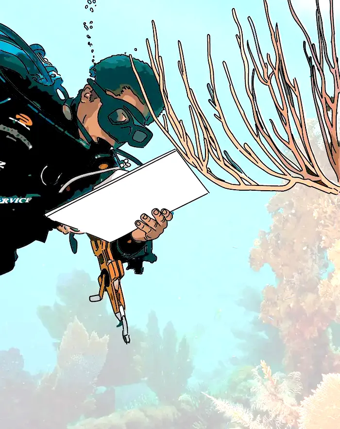 Ein Taucher untersucht Korallen im Meer. Taucher und Koralle wurden nachgezeichnet uns somit hervorgehoben.