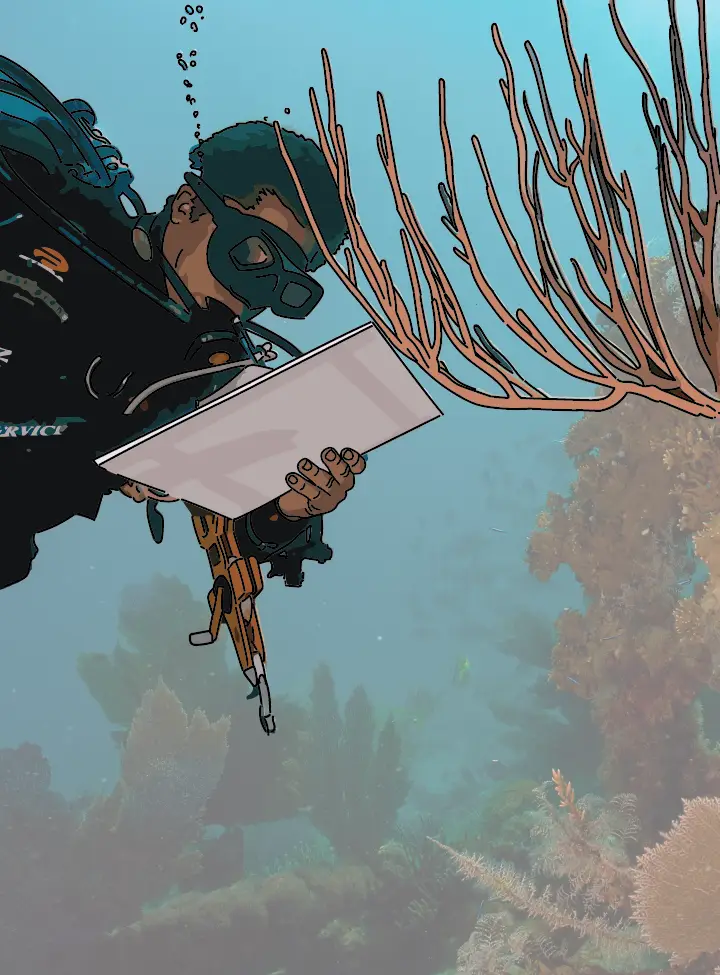 Ein Taucher untersucht Korallen im Meer. Taucher und Koralle wurden nachgezeichnet uns somit hervorgehoben.